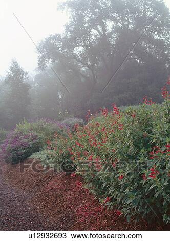 Stock Image - Herb gardens on the Greystone grounds, California. Fotosearch