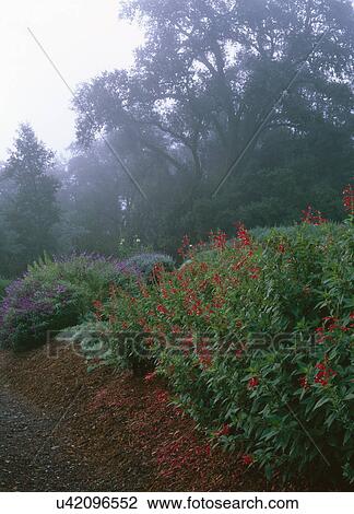 Stock Image - Herb gardens on the Greystone grounds, California. Fotosearch