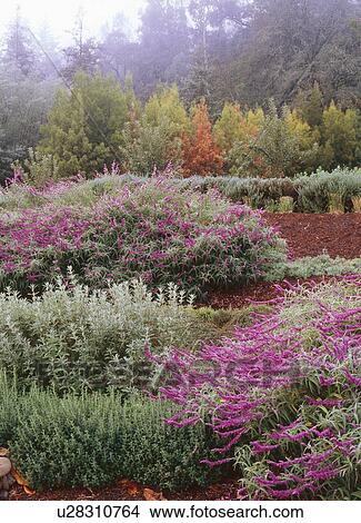 Picture - Herb gardens on the ground of Greystone, California. Fotosearch