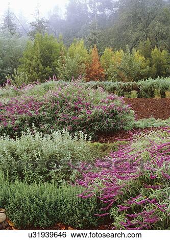 Herb gardens on the ground of Greystone, California View Large Photo Image Stock Photograph - Herb gardens on the ground of Greystone, California. Fotosearch