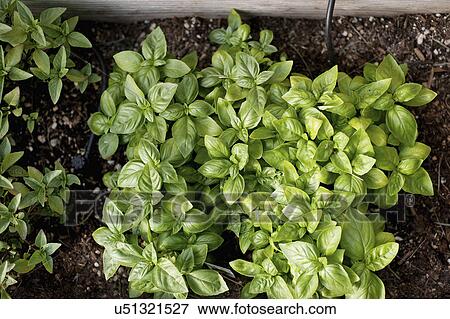 Stock Photo - High angle view of plant leaves. Fotosearch