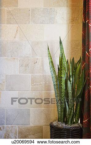 House plant against tiled wall; Aliso Viejo; California; USA View Large Photo Image Picture - House plant against tiled wall; Aliso Viejo; California; USA. Fotosearch