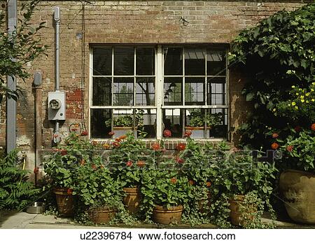 Picture - Large flower pot & urns filled with zinnias by windows outside of an old brick potter's studio. Fotosearch