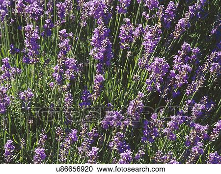 Lavender flowers blooming in field View Large Photo Image Stock Image - Lavender flowers blooming in field. Fotosearch