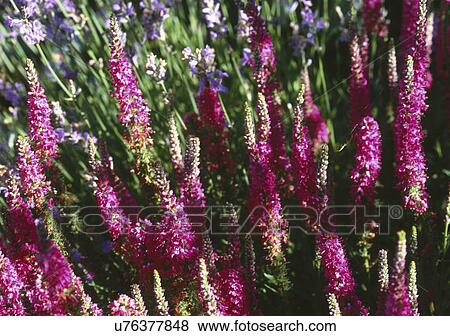 Stock Photo - Liatris spicata flowers growing in garden. Fotosearch