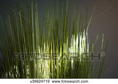 Stock Photo - Light streaming across grass. Fotosearch