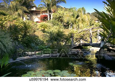Picture - Lily pads floating on water in yard of house, California, USA. Fotosearch