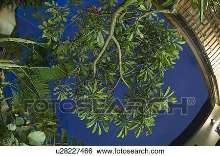 Low angle view of trees against sky View Large Photo Image Stock Photograph - Low angle view of trees against sky. Fotosearch