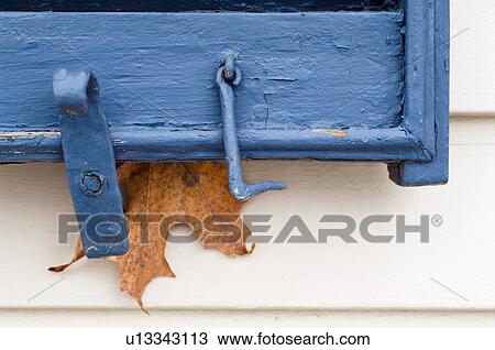 Maple leaf stuck on blue wooden window View Large Photo Image Stock Image - Maple leaf stuck on blue wooden window. Fotosearch