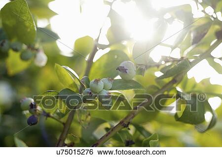 New buds growing on branch in bright sunlight View Large Photo Image Stock Photograph - New buds growing on branch in bright sunlight. Fotosearch