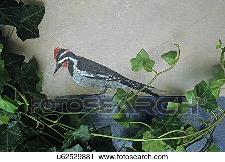 Stock Image - Outbuildings - Potting shed: Detail of mural, depicts a red headed wood pecker at work, real ivy surrounds it. . Fotosearch