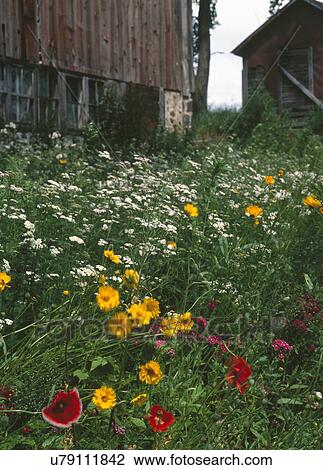 Overgrown wildflowers View Large Photo Image Stock Image - Overgrown wildflowers. Fotosearch