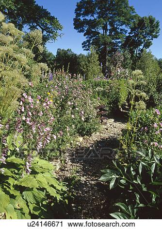 Stock Image - Pathway with perennial beds in garden. Fotosearch