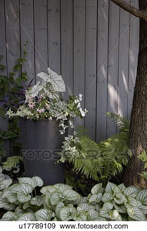 PATIO DETAIL: Tall container garden, along wood fence 