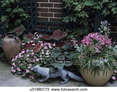 Patios: Details of planters with caladiums, inpatients, heuchera, lily. Urns and animal sculpture. Brick wall in background. View Large Photo Image Stock Image - Patios: Details of planters with caladiums, inpatients, heuchera, lily. Urns and animal sculpture. Brick wall in background. . Fotosearch