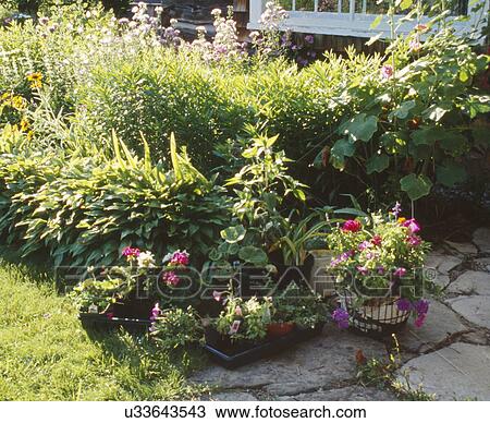 Perennial garden View Large Photo Image Stock Image - Perennial garden. Fotosearch