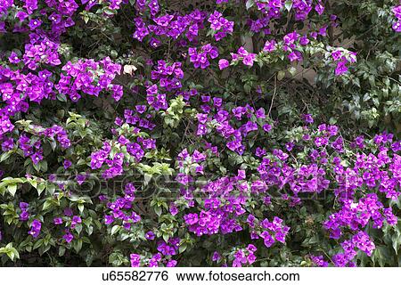 Petunia flowers growing on ivy, California, USA View Large Photo Image Stock Photograph - Petunia flowers growing on ivy, California, USA. Fotosearch
