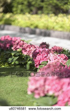 Pink flowers blooming in garden View Large Photo Image Stock Image - Pink flowers blooming in garden. Fotosearch