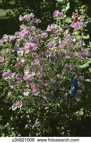 Stock Photo - Pink flowers blooming in garden. Fotosearch