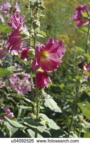 Stock Photograph - Pink flowers growing in botanical garden. Fotosearch