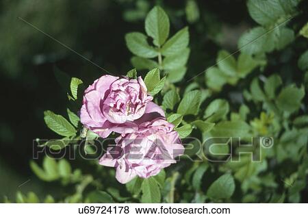 Stock Photo - Pink hollyhocks blooming in garden. Fotosearch