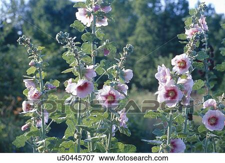 Stock Photo - Pink hollyhocks growing in garden. Fotosearch