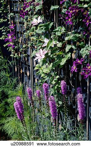 Pink loosestrife in garden View Large Photo Image Stock Image - Pink loosestrife in garden. Fotosearch