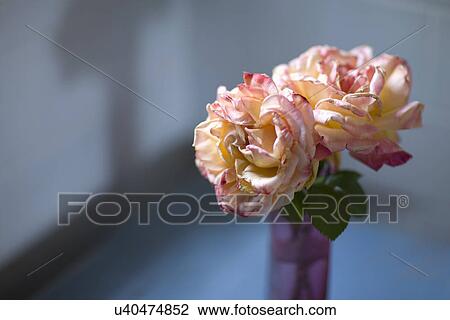 Pink roses on blue countertop; Carpinteria; California; USA View Large Photo Image Stock Image - Pink roses on blue countertop; Carpinteria; California; USA. Fotosearch
