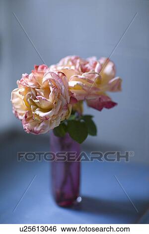 Pink roses on blue countertop; Carpinteria; California; USA View Large Photo Image Stock Photograph - Pink roses on blue countertop; Carpinteria; California; USA. Fotosearch