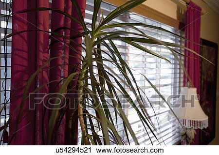 Stock Image - Plant in front of window in home. Fotosearch