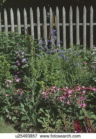 Stock Photo - Plants growing by fence in perennial garden. Fotosearch