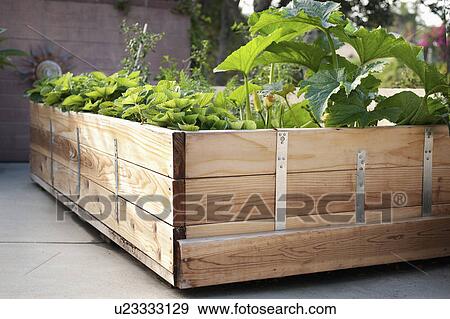 Plants growing in a wooden box View Large Photo Image Stock Photo - Plants growing in a wooden box. Fotosearch