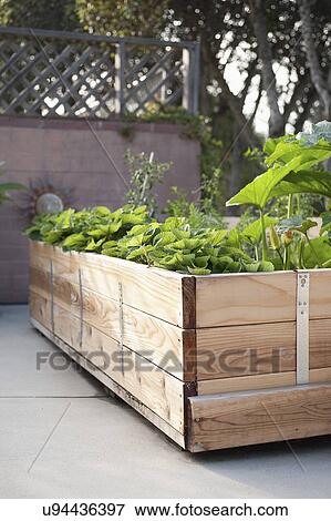 Stock Photo - Plants growing in a wooden box. Fotosearch