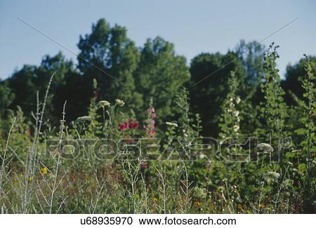 Stock Image - Plants growing on field. Fotosearch