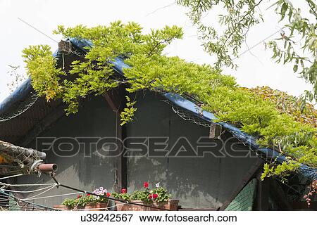 Plants growing on roof of residential cottage View Large Photo Image Stock Photo - Plants growing on roof of residential cottage. Fotosearch