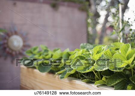 Plants in planter box at yard View Large Photo Image Stock Photo - Plants in planter box at yard. Fotosearch