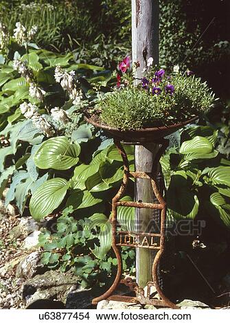 Picture - Plants with blooming flowers in botanical garden. Fotosearch