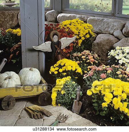Picture - PORCH: Close up of flower border of mums, rock foundation with screen built on top, underneath deck, white pumpkins in small toy wagon,. Fotosearch