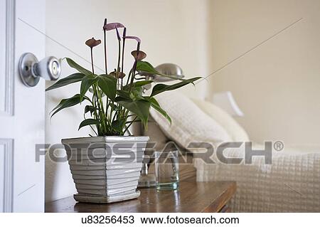 Stock Image - Potted plant on nightstand beside bed, San Diego, California, United States of America. Fotosearch