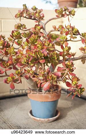 Stock Photo - Potted plant on plate. Fotosearch