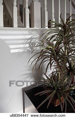 Potted plant with shadows on wall; Trabuco Canyon; California; USA View Large Photo Image Stock Photo - Potted plant with shadows on wall; Trabuco Canyon; California; USA. Fotosearch