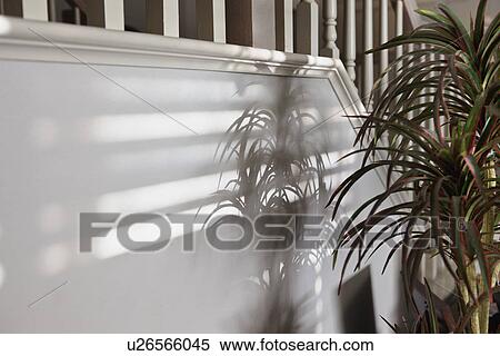 Stock Photography - Potted plant with shadows on wall; Trabuco Canyon; California; USA. Fotosearch