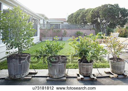 Potted plants in backyard View Large Photo Image Stock Image - Potted plants in backyard. Fotosearch