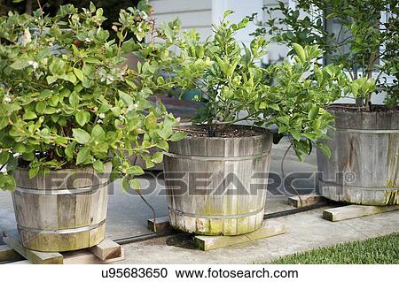 Stock Image - Potted plants in yard. Fotosearch
