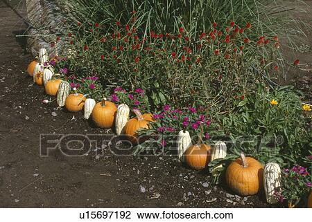 Pumpkins and squash line at the edge of garden View Large Photo Image Stock Image - Pumpkins and squash line at the edge of garden. Fotosearch