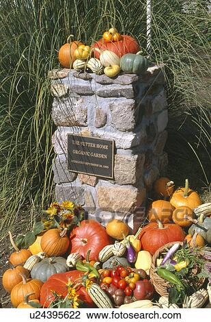 Pumpkins, squashes, and tomatoes by stone pillar at the entrance of the Culinary Institute, California View Large Photo Image Stock Image - Pumpkins, squashes, and tomatoes by stone pillar at the entrance of the Culinary Institute, California. Fotosearch