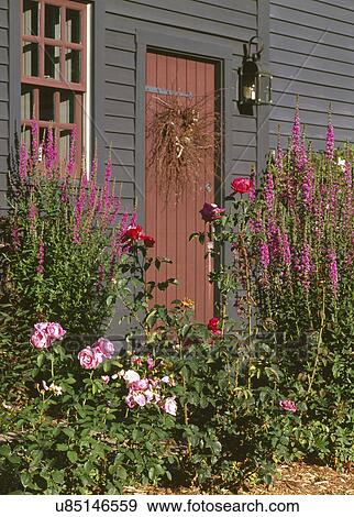 Purple loosestrife growing in front of house View Large Photo Image Stock Photo - Purple loosestrife growing in front of house. Fotosearch