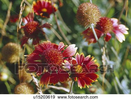 Red sneezeweed blooming in botanical garden View Large Photo Image Stock Photo - Red sneezeweed blooming in botanical garden. Fotosearch
