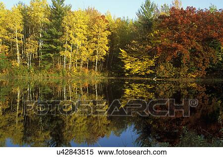 Stock Photography - SEASONS - FALL: North woods Wisconsin Lake near Hayward, fall foliage on trees around lake, reflections of tree in lake. Yellows, orange and brown. . Fotosearch