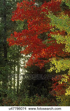 Picture - SEASONS - FALL: Part of a red maple tree sticks out among late summer green foliage. Pine trees in background. . Fotosearch
